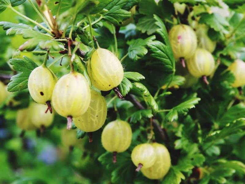 Chekhov’s Gooseberries & The Student