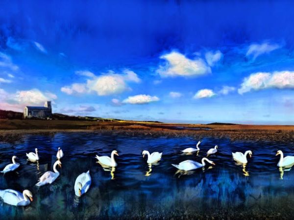 Magpie Mix Tape: Lack of Knowledge About Birds