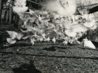 Flash Fiction: Hallelujah