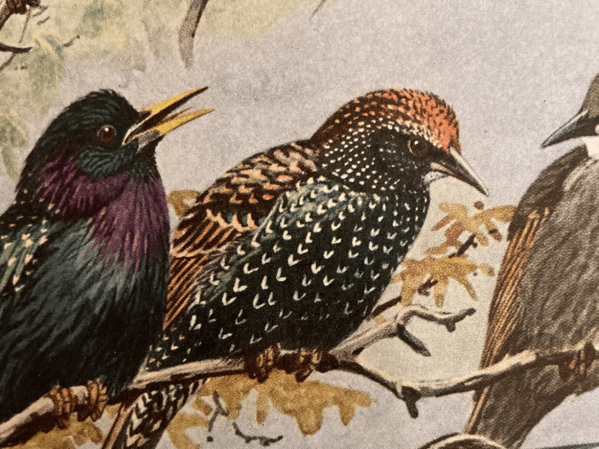 Starling Arcadia