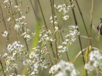 Wildflowers in the Fall
