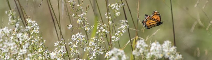 Wildflowers in the Fall