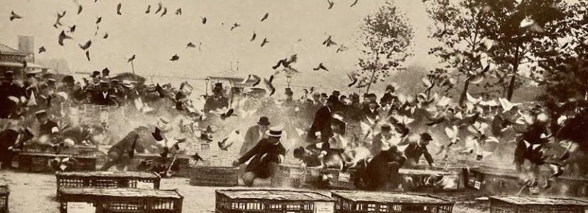 Magpie Mix Tape: Songs of Freedom