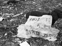 This is a Bird Dog: Flash Fiction