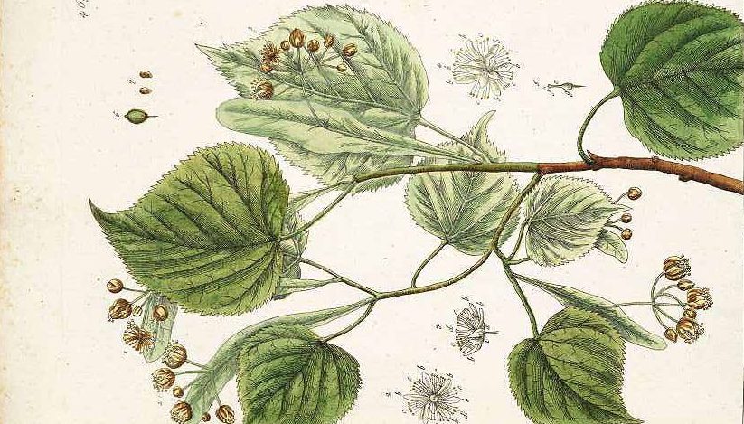 Linden Tea Madeleines