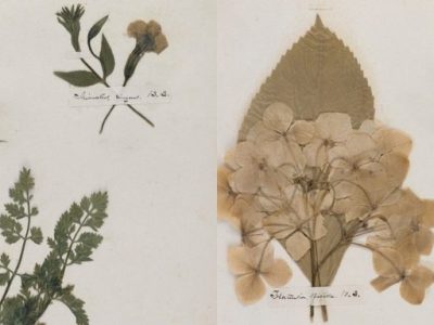 Werner’s Nomenclature of Colors and Emily Dickinson’s Herbarium