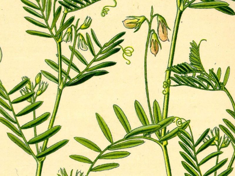 Some Thoughts on Resolutions and Biscuits with Lentil Gravy for New Year’s Eve