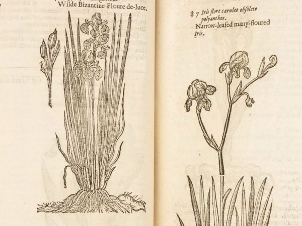 John Gerard’s Herball (& 2 colcannon-inspired recipes)