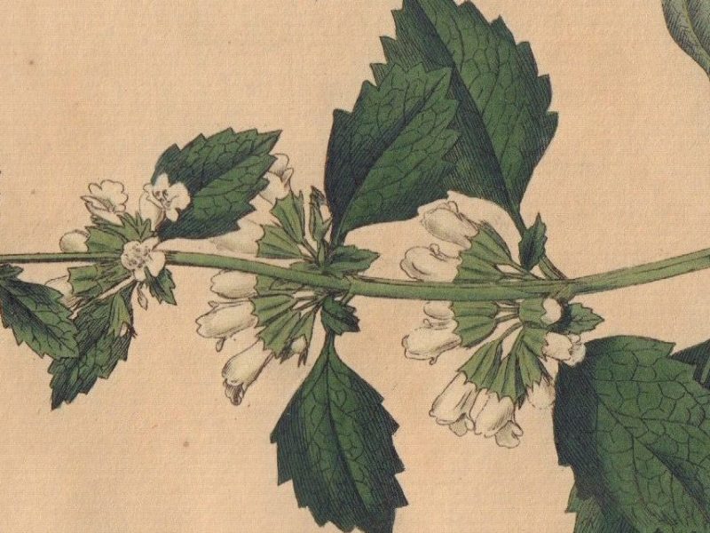 Lemon Balm Ice Cream