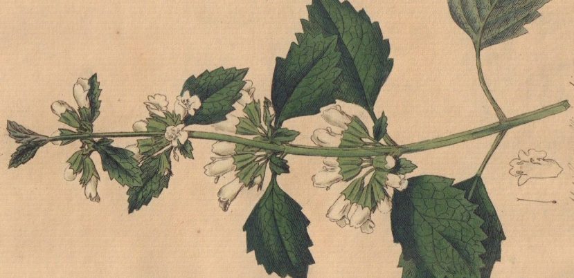 Lemon Balm Ice Cream