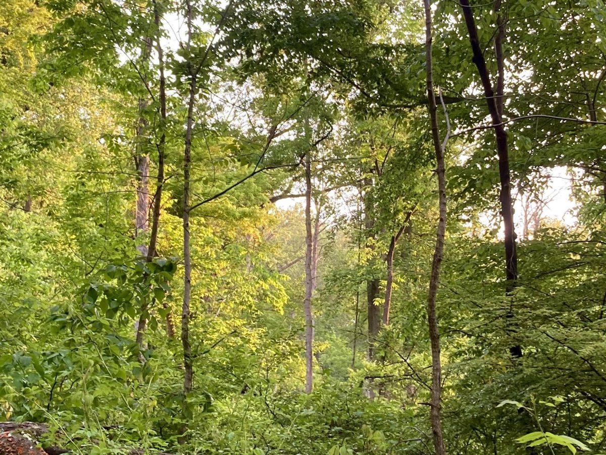 Letter From the Editor, June 2023. The Wood Between the Worlds