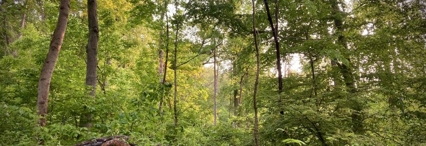 Letter From the Editor, June 2023. The Wood Between the Worlds