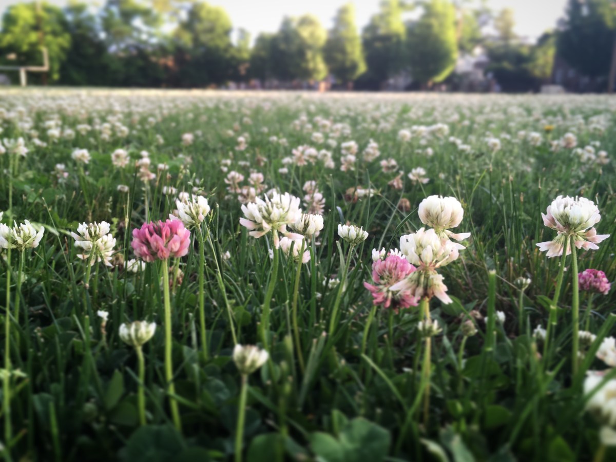 Letter From the Editor, July 2023. Lessons From Clio in Clover