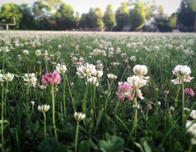 Letter From the Editor, July 2023. Lessons From Clio in Clover