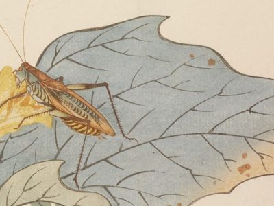 Crow and Cricket: Two Autumn Poems from Matsuo Basho