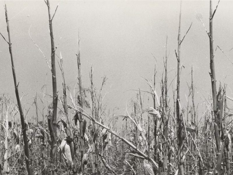 An Anchored Friendship