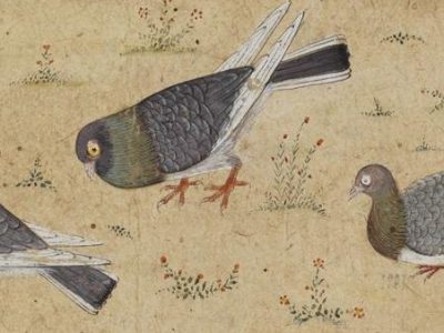 Letter From the Editor, March 2024: In the Pigeon Spaces