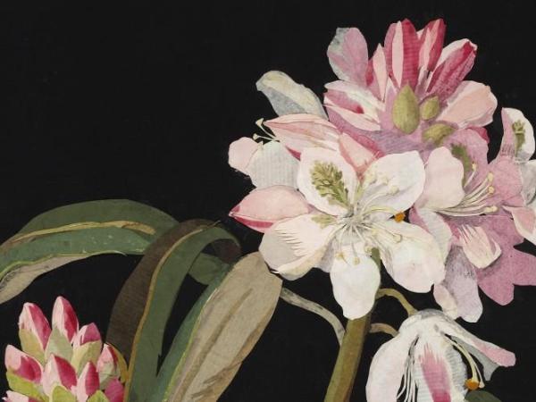 Late Bloomer: the Art of Mary Granville Delany