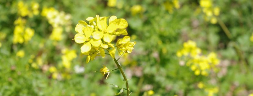Huweirneh Recipe (Palestinian Yogurt and Hedge Mustard)