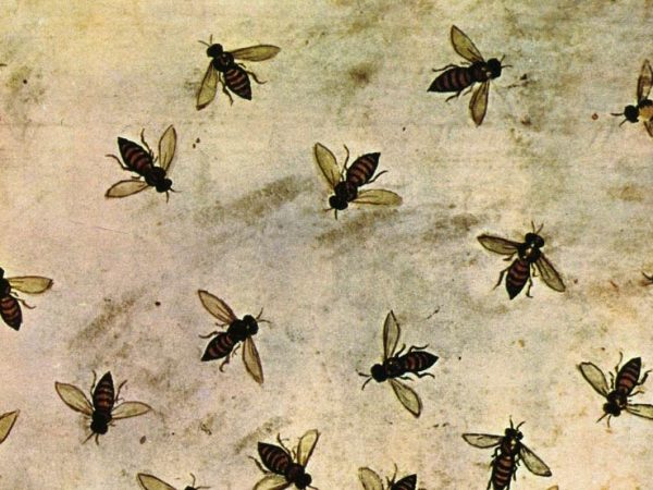 Tell the Bees…Belief, Knowledge and Hypersymbolic Cognition