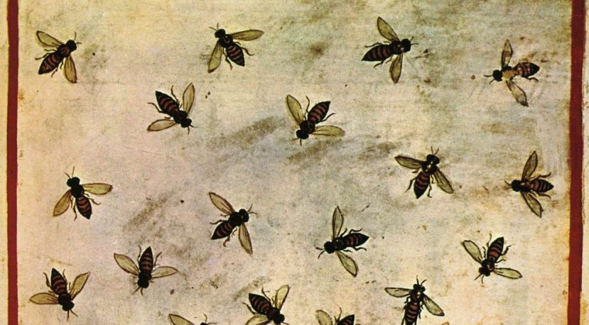 Tell the Bees…Belief, Knowledge and Hypersymbolic Cognition