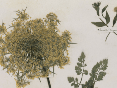 Letter from the editor: September 2024. Of Crickets—Crows—and Retrospects.