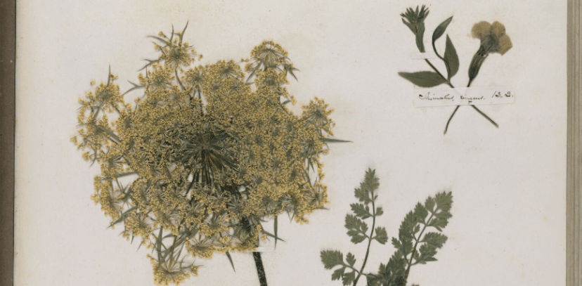 Letter from the editor: September 2024. Of Crickets—Crows—and Retrospects.