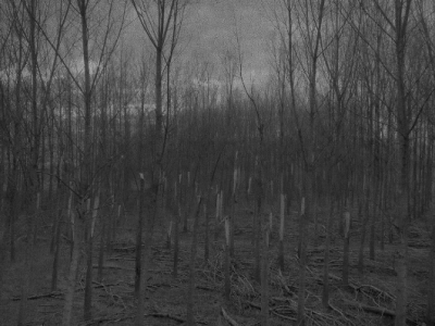 Impermanence is an Equanimous Wave: Magpies’ Mix Tape