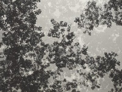 I Like Trees: Neal Rantoul on Harry Callahan