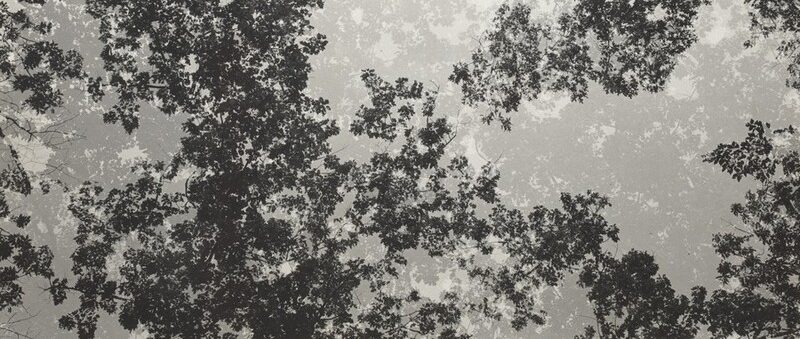 I Like Trees: Neal Rantoul on Harry Callahan