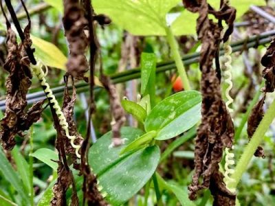 Letter From the Editor, October, 2025: Build, Therefore, Your Own World