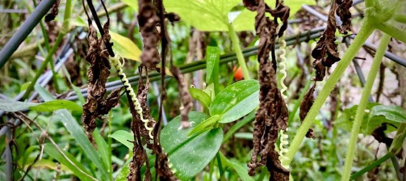 Letter From the Editor, October, 2025: Build, Therefore, Your Own World