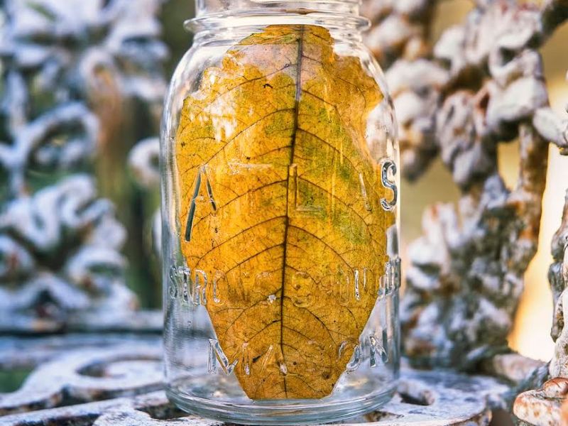 Of Legacy, Latitude, and Attitude