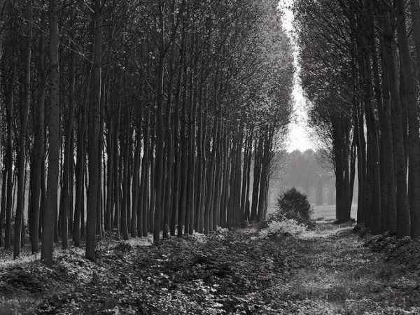 My Heart is in the Making of the Work: An Interview with Neal Rantoul