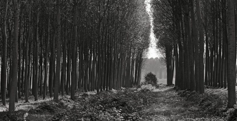 My Heart is in the Making of the Work: An Interview with Neal Rantoul