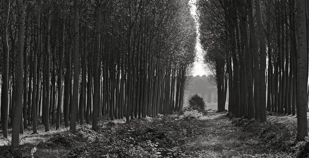 My Heart is in the Making of the Work: An Interview with Neal Rantoul