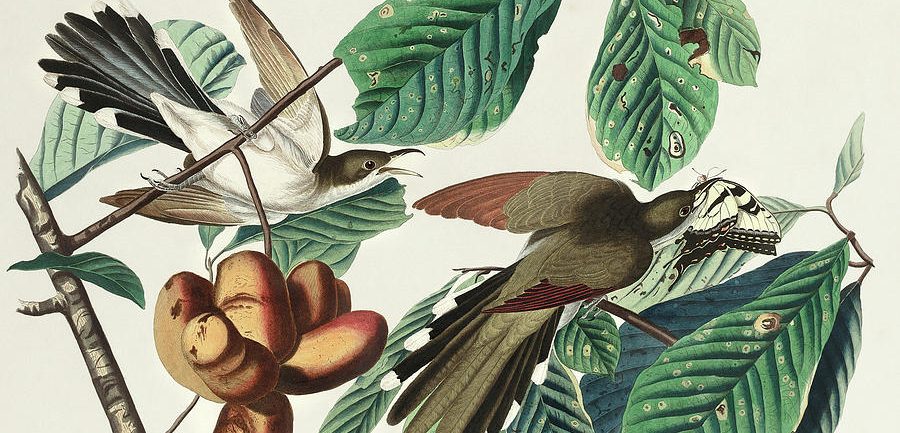 Magpies’ Mix Tape: Thanks to the birds for singing