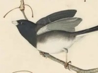 Letter From the Editor, February, 2026: Elegy for a Dark-Eyed Junco