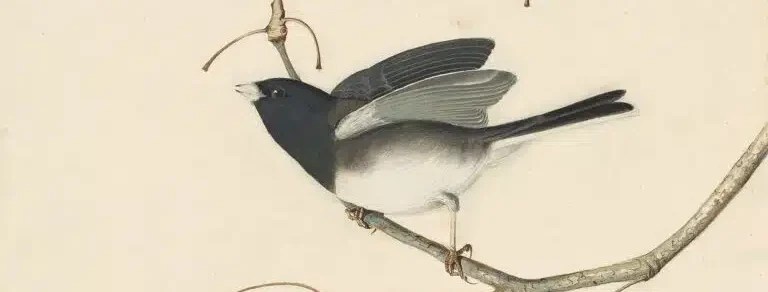 Letter From the Editor, February, 2026: Elegy for a Dark-Eyed Junco