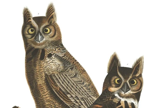 How to Love an Owl