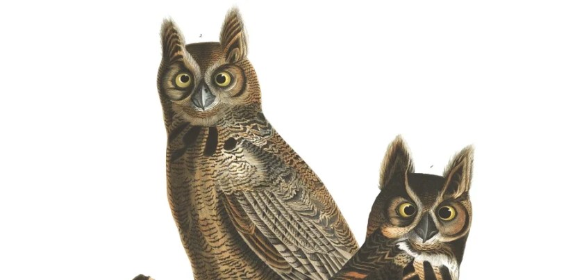 How to Love an Owl